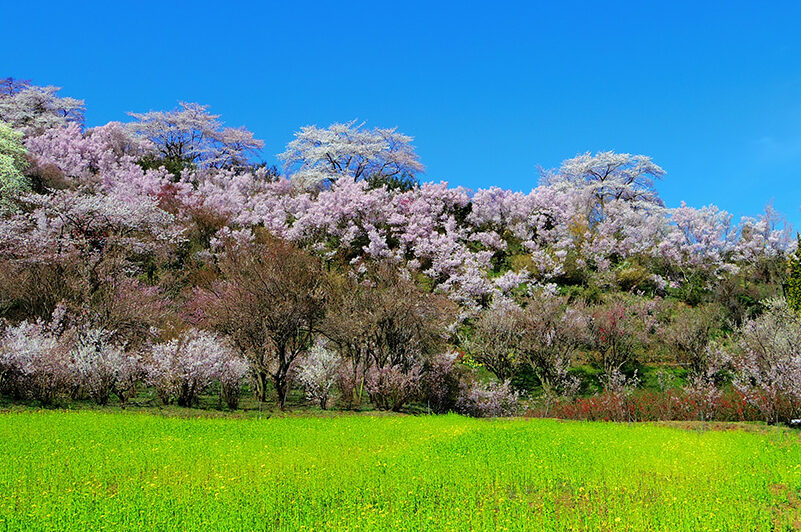 No.15803 花見山4
