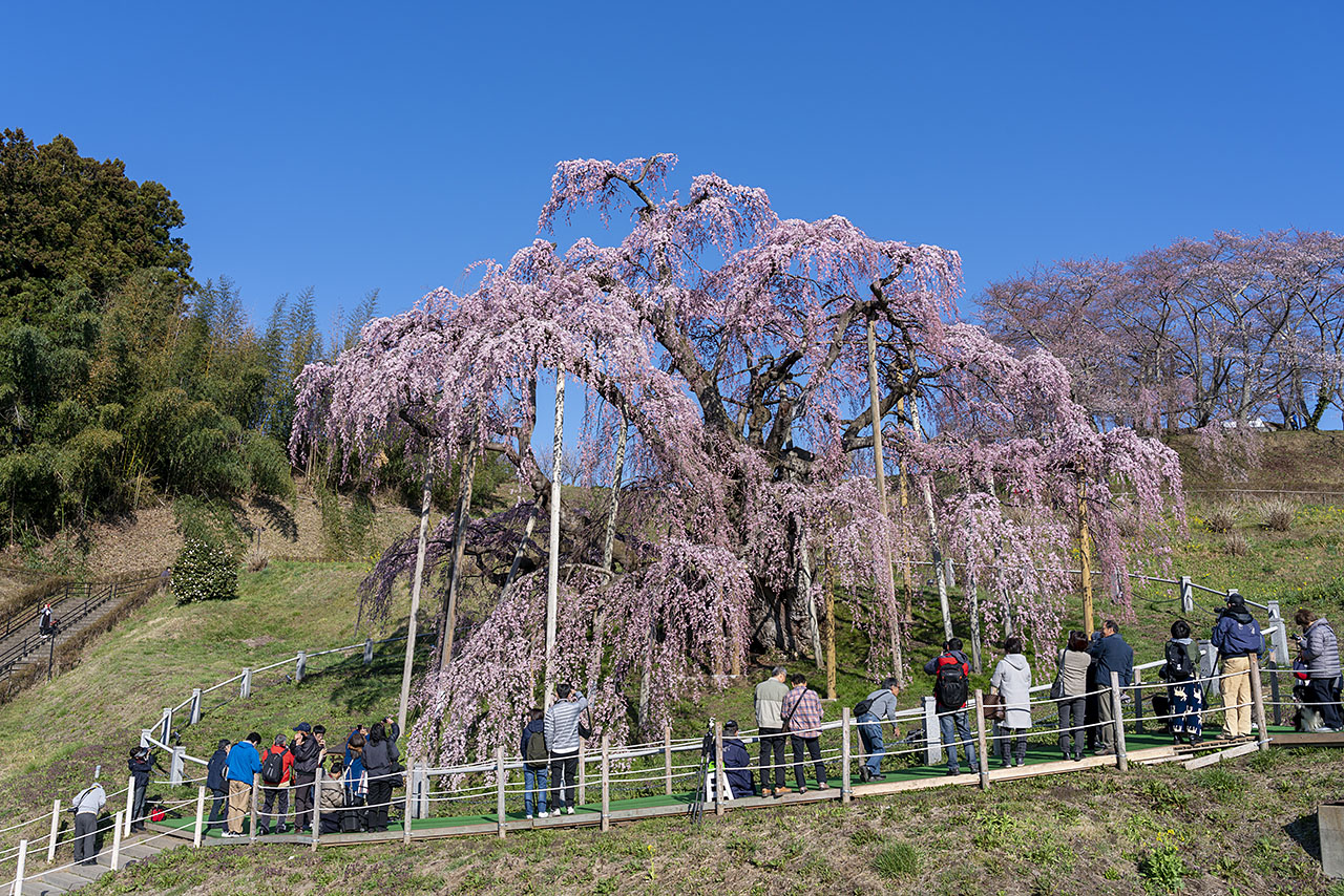 No.18240 三春滝桜